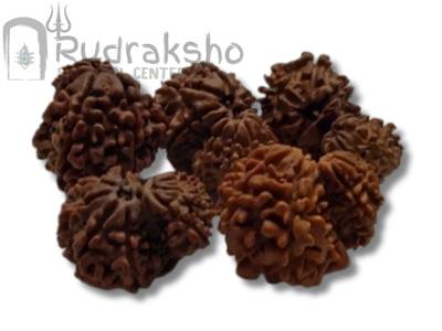 Garbh Gauri Rudraksha from Nepal